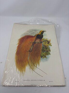 Vintage art print Bird of Paradise 16x12 William Hart John Gould